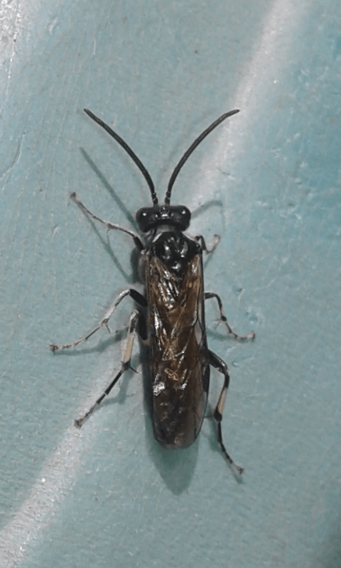 Tenthredinidae : Macrophya sp. (M. albicincta o M. alboannulata)